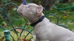 Немец, американец и японец - щенки