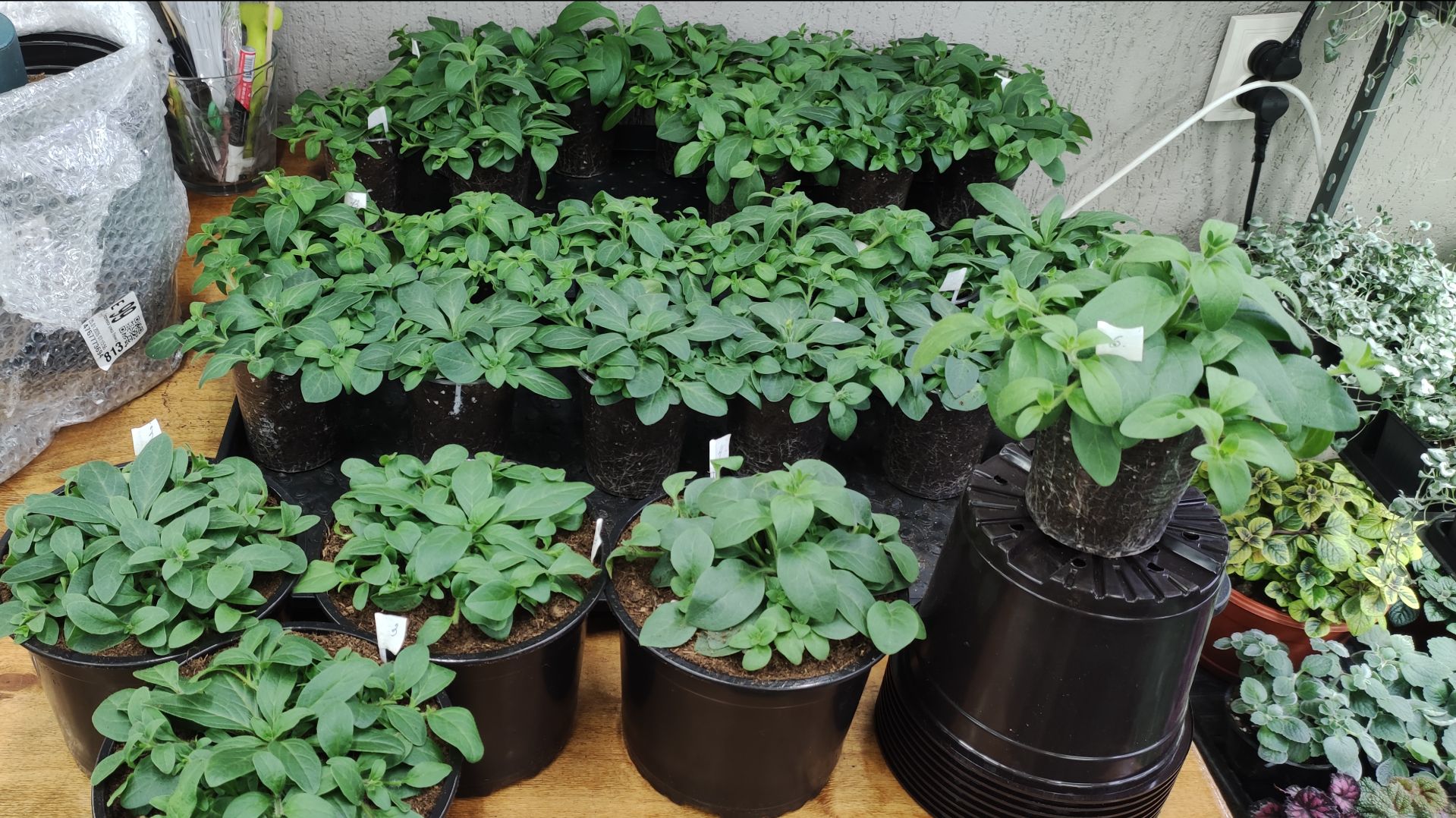 Рассада петуний растет как на дрожжах. Срочно нужно пересаживать. смотреть онлайн