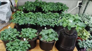 Рассада петуний растет как на дрожжах. Срочно нужно пересаживать.