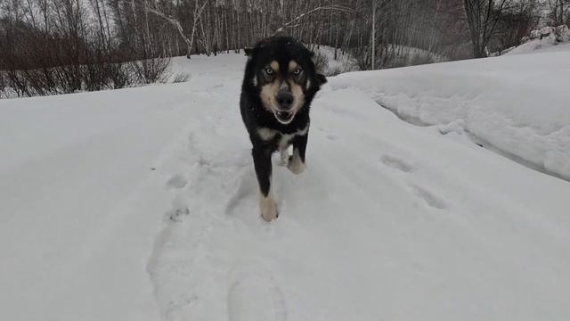 Гуляю с Мишкой