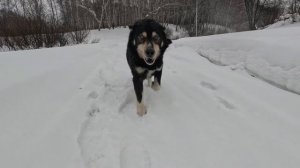 Дрессировка собак