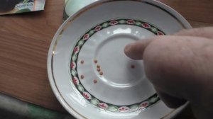 Сею баклажаны на рассаду 24 февраля