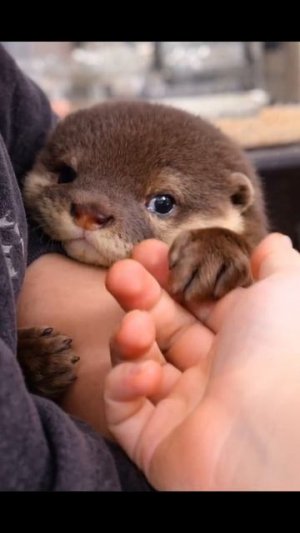 Очаровашка