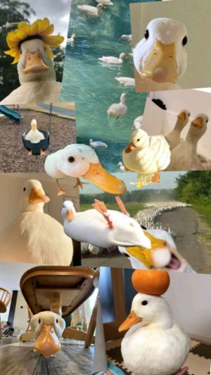 заходи на стрим.