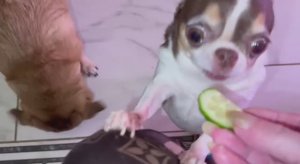 Как же они любят похрустеть огурчиками.