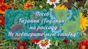 Посев Газании (Гацании) на рассаду. Не повторяйте мою ошибку!