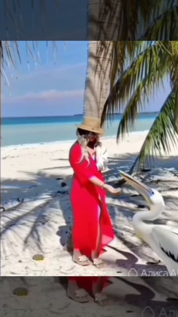 Путешествия  Куба Юмор Коллаж из фото