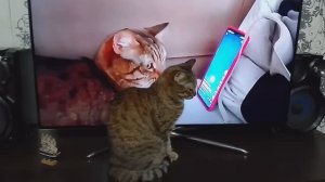 Кошка Маська смотрит кино про саму себя/Интересная реакция кошки на видео/Простая жизнь/Россия 🇷🇺