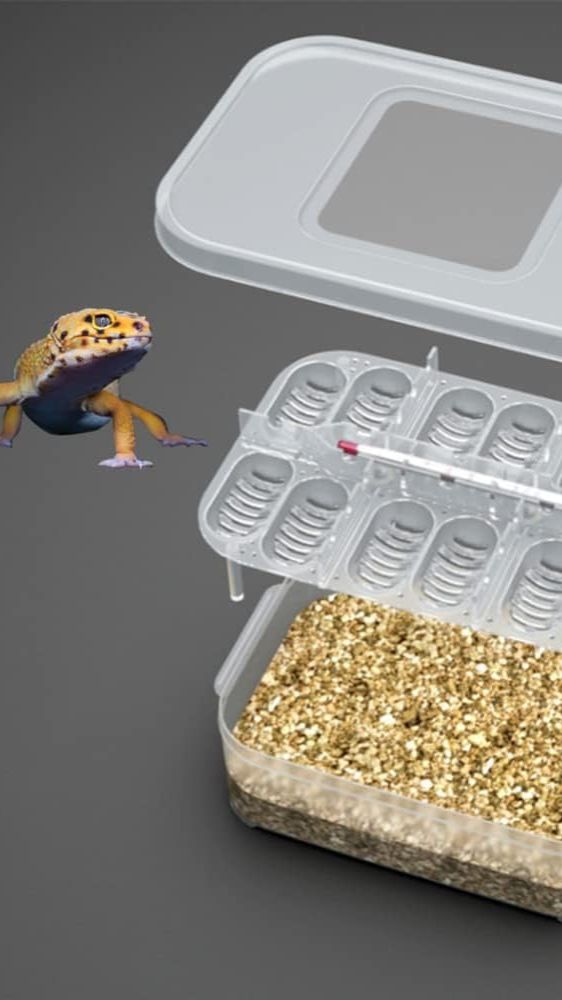 Контейнер-инкубатор для яиц Эублефаров