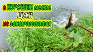 Ловля щуки на живца с берега. Проверка донки(резинки). Рыбалка за рыбалкой на реке Оке.