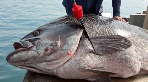 Разделка гигантской солнечной рыбы — невероятное мастерство разделки 300-фунтовой солнечной рыбы