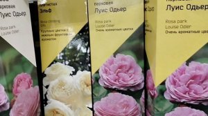 2026. Розы фирмы поиск в магазине Лемана Про.