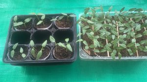 Стопроцентная всхожесть Сладких Перцев. Продолжаем тестировать удобрения на перцах.