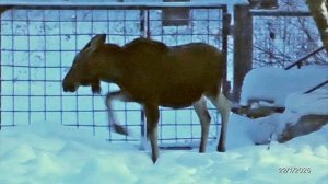 2026/1/22: Лосёнок (мальчик) у пейнтбольной площадки за клубом "Юность" на ул. Комсомольской вечером