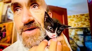 Что ТВОРИТ Влад! Он приносит новых котят одного за другим, у меня. просто НЕТ. СЛОВ!!!