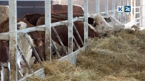 В Северском районе выращивают быков герефордской породы