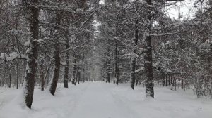 Природа зимой