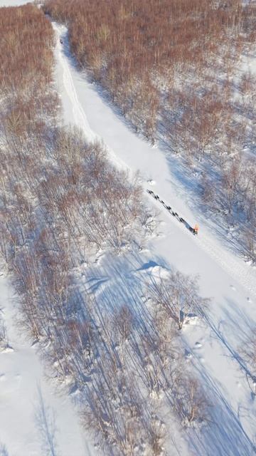 Массажер Therabody Theragun Mini для ездовых собак: восстановление после экстремальной гонки