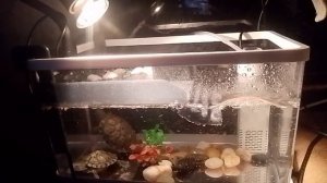 как обеспечить вашим черепашкам хорошую жизнь?