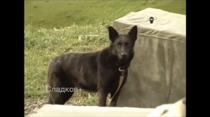 Чечня, Аргунское ущелье, 2006 год, пограничники, поиск боевиков