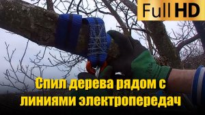 Спил дерева рядом с линиями электропередач и проводами | Часть 2