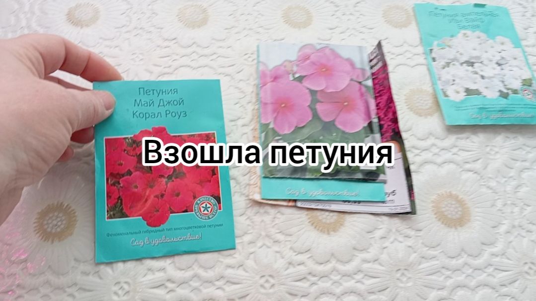 ВЗОШЛА ПЕТУНИЯ 🌺 РЕШИЛА ДОСЕЯТЬ.24.02.26г