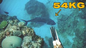 Подводная охота / Самый гигантский тревалли, когда-либо пойманный.. и худший из возможных исходов...