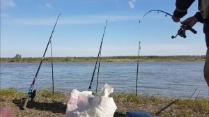 РЫБАЛКА НА Р. ИРТЫШ, ЯЗЬ 1.500, КАРАСИ ПОД КИЛО.