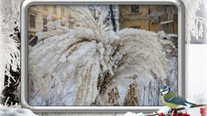 Зимова  природа  . Зимові  Чернівці  . Зимові  пейзажі   Чернівців   2026