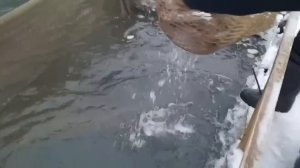 Видео первого зарыбления