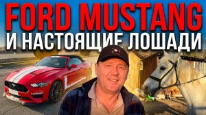 Ford Mustang  и настоящие лошади.