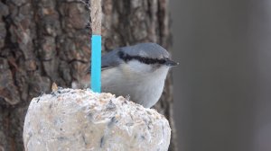 Немного о птичках