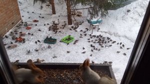 довольные зверята