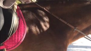 Зеркало русской души 'Хорошее отношение к лошадям' - Джорджия Плейкнер