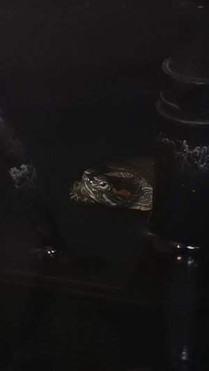 Красноухий хищник 🐢 #манго