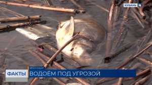 В Краснодаре после гибели рыбы в пруду выявили превышение норм трех показателей