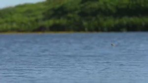 КРУПНЫЕ КАРАСИ, ПОПЛАВОК И МОТОЦИКЛ. Рыбалка на карася.