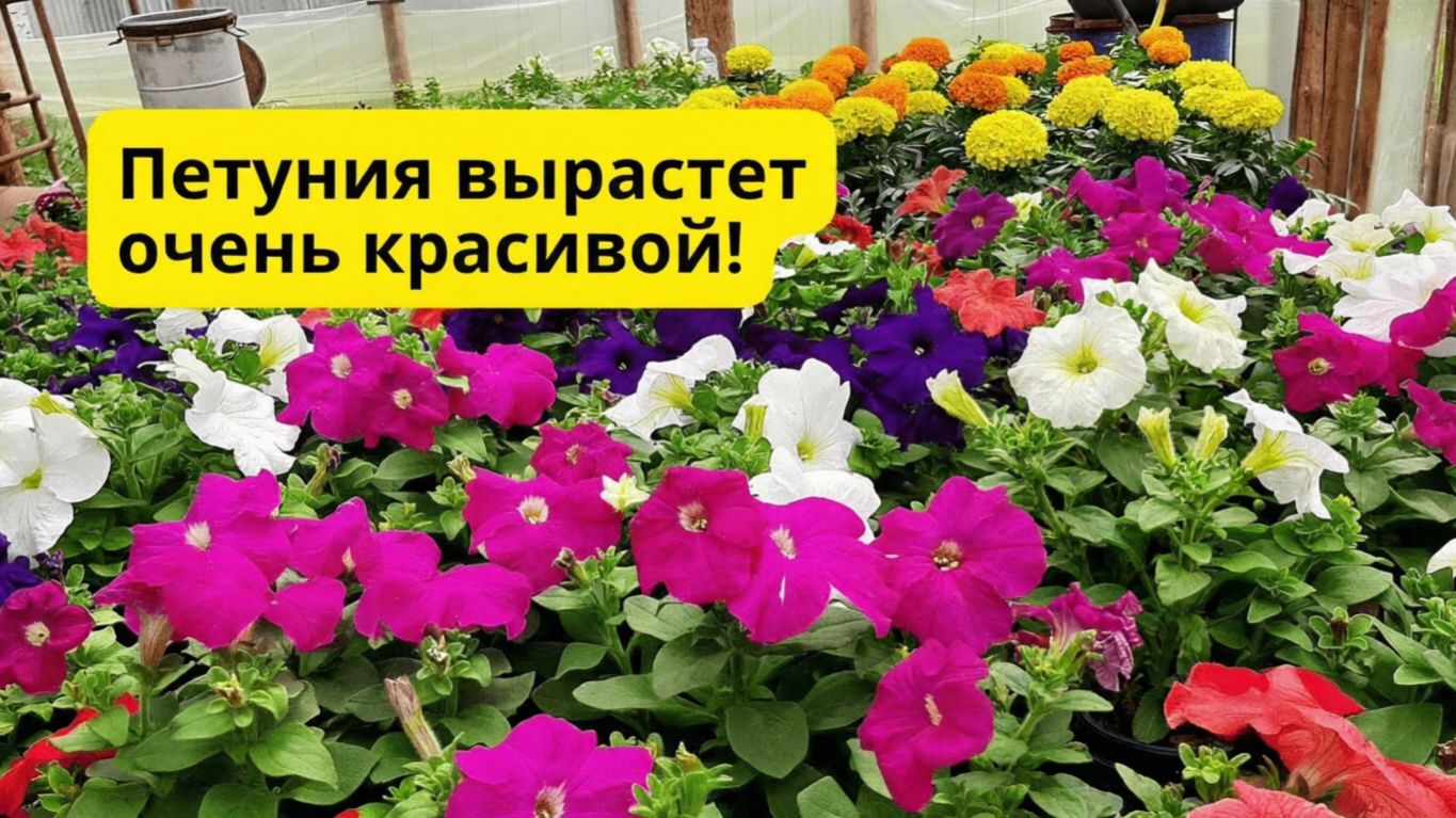 Вот почему у нас всегда красивая петуния- сделайте так с рассадой смотреть онлайн