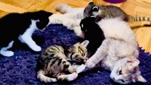 Котят становится ВСЕ МЕНЬШЕ, сегодня забирают Розочку, а носушата самые ПРЕДАННЫЕ ДЕТИ)))