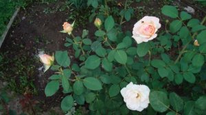 Пройди по тропкам сада