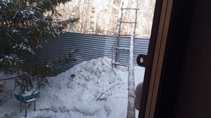 интересная пара белок