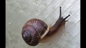 3. Об улитках. Шуточная