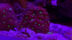 МИКРОЭЛИМЕНТЫ В МОРСКОМ АКВАРИУМЕ