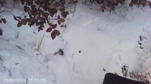 Делаю дренаж в розарий