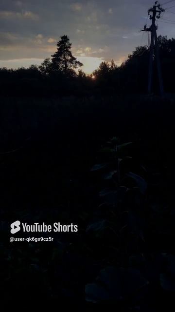 Ленобласть. Хвойное. 23.08.2024. Дача. Подсолнечник и вечерняя зарница