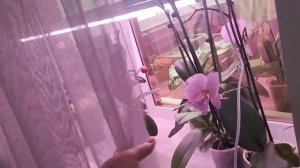 VLOG вместо орхидей рассада. Сделали колбасу. Телефон отдали