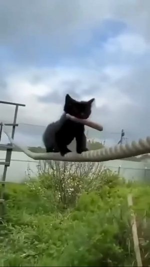 Суперловкие коты