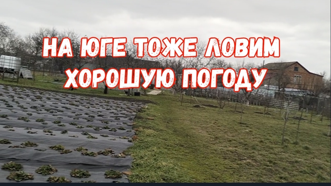 #187🏡Пришла пора/Работа с рассадой/Посеяла капусту/Обрезала деревья/Начала чистить клубнику смотреть онлайн