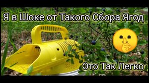 Даже Ленивый с Этим Способом Сбора Ягод Встанет с Дивана