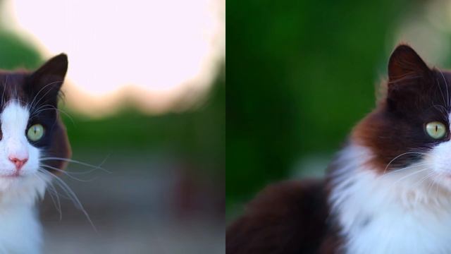 XREAL VR 3D VIDEO WILDLIFE PRESENTATION